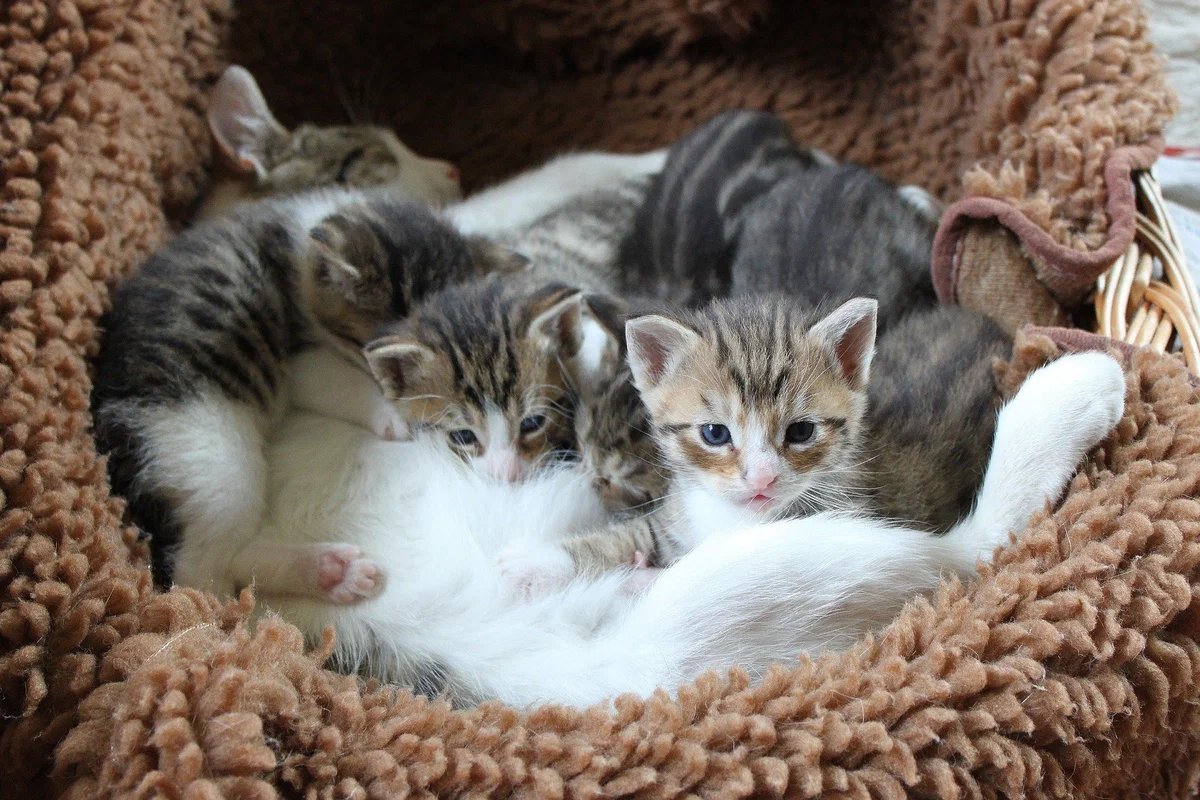 Кошка с новорожденными котятами фото