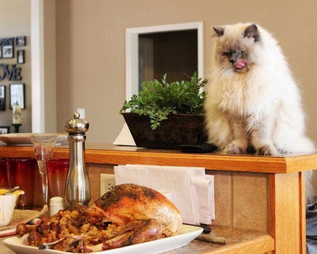 голодный кот. котик с едой. котики для поднятия настроения. смешные коты с едой. что я хочу покушать.