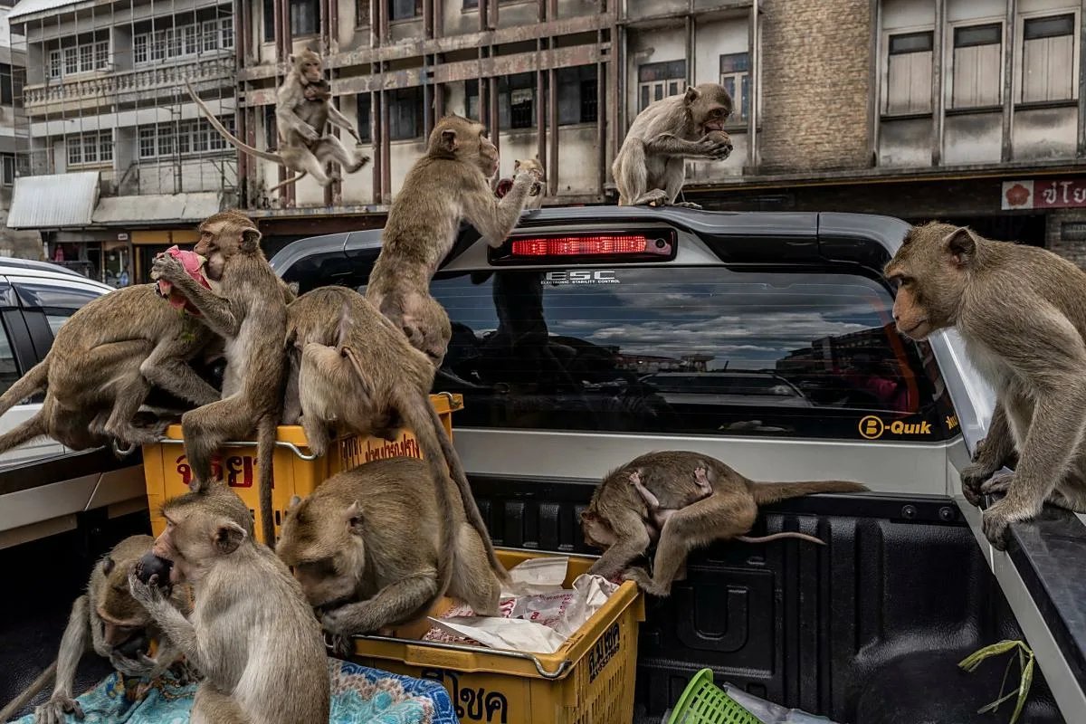 Нашествие обезьян. Город обезьян Лопбури Таиланд. Макака Тайланд. Обезьяны в Тайланде.