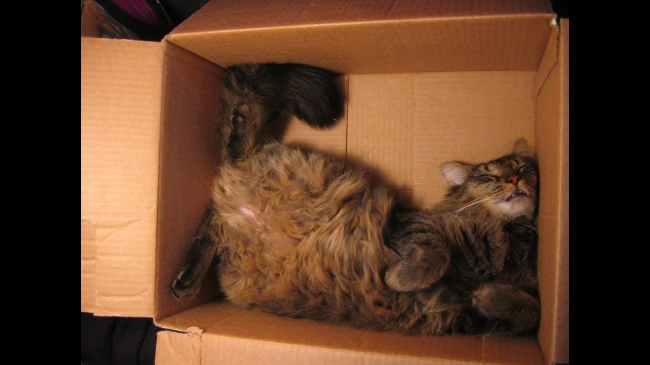 Кот спит в коробке