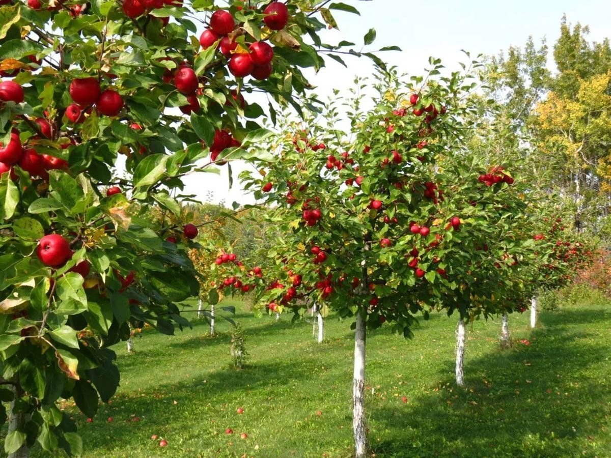 Картинки деревьев плодовых деревьев