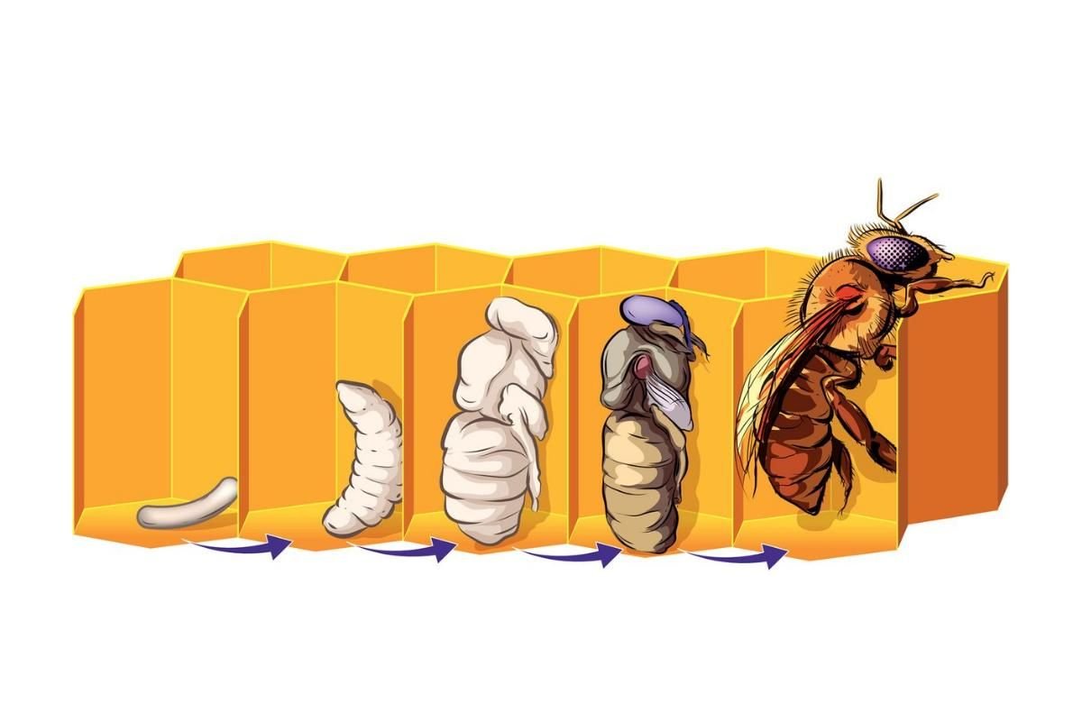 Стадии развития пчелы в картинках