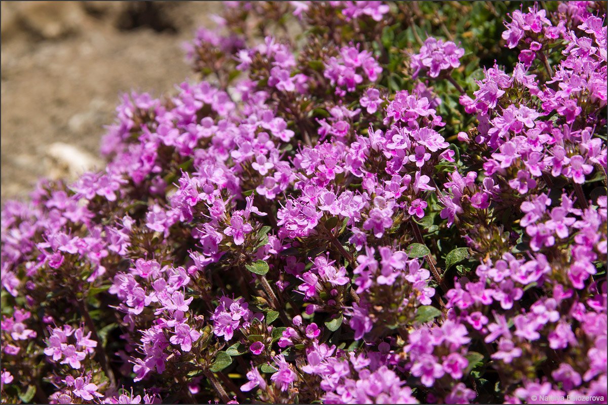 Тимьян сайт. Тимьян красивенький. Тимьян ползучий (Thymus serpyllum). Чабрец Крымский горный. Чабрец красивенький.