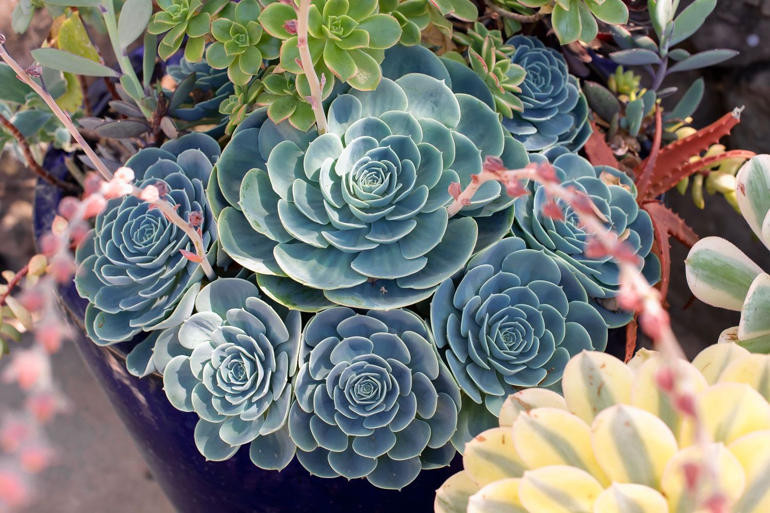 Растение суккулент фото. Суккулент эхеверия Echeveria. Эхеверия Магнифика. Эхеверия павлинная. Эхеверия чихуахуензис.