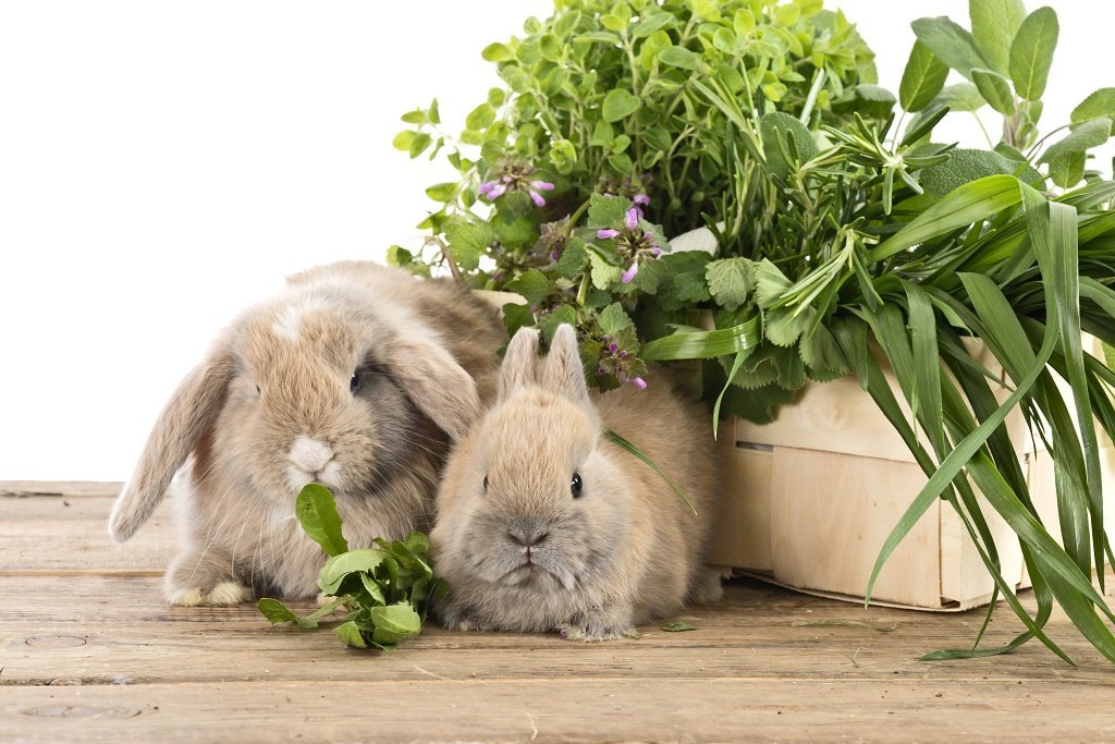 Какую траву едят кролики фото