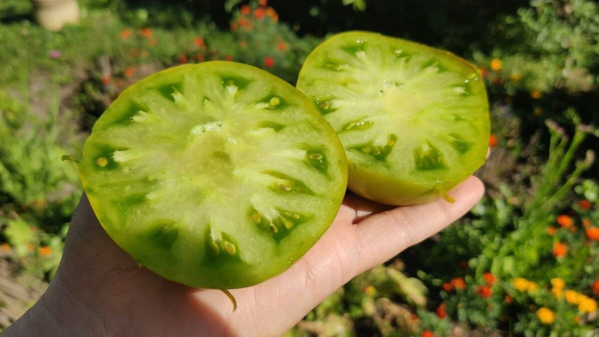 Сорт зеленых помидор. Томат киви. Зеленые томаты сорта.