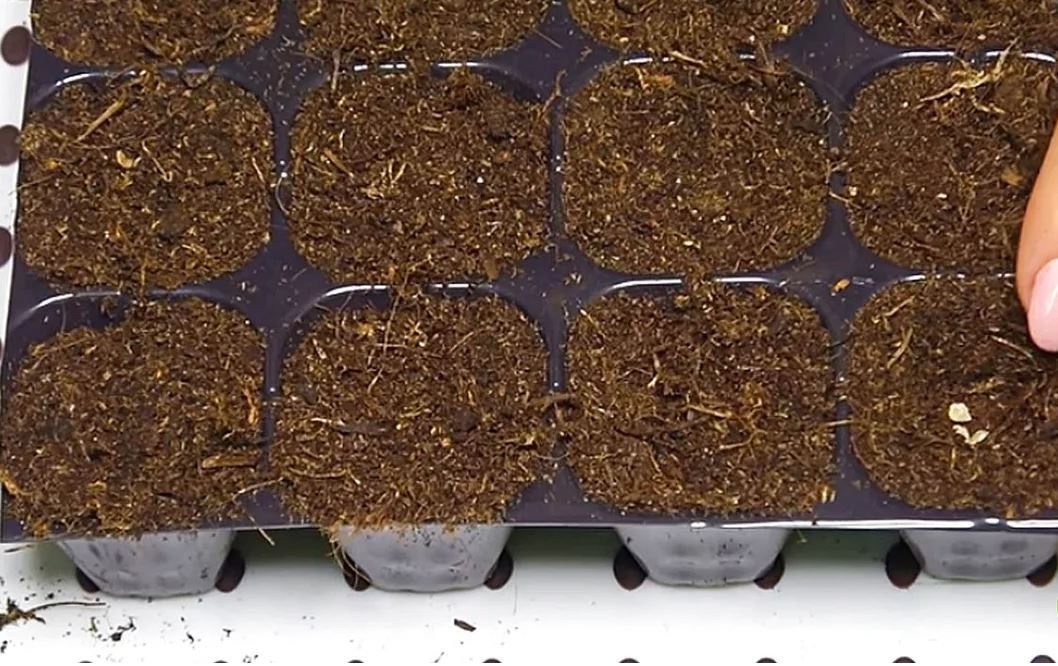 как выглядит месячная рассада помидор. когда снять помидоры на рассаду 2024. пикировать рассаду помидор. рассада томатов. помидорная рассада.