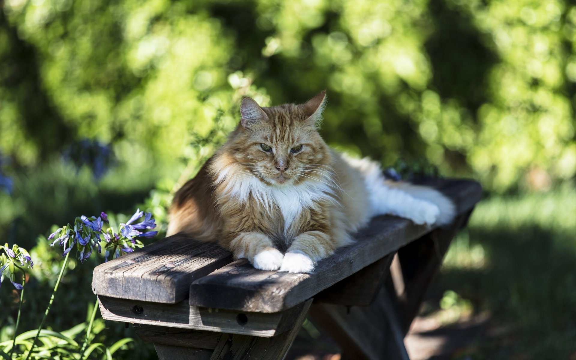 Кошачьи лета. Летние коты. Кошки летом. Коты и лето. Кошка на скамейке.