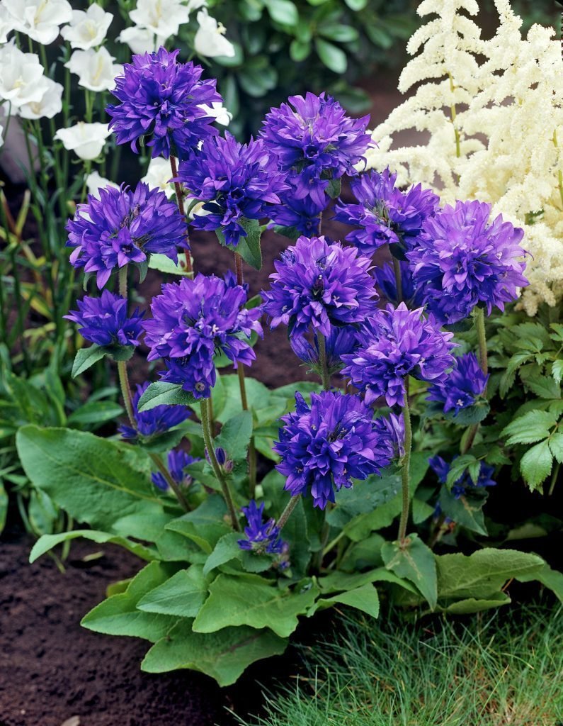 Колокольчик скученный Campanula glomerata