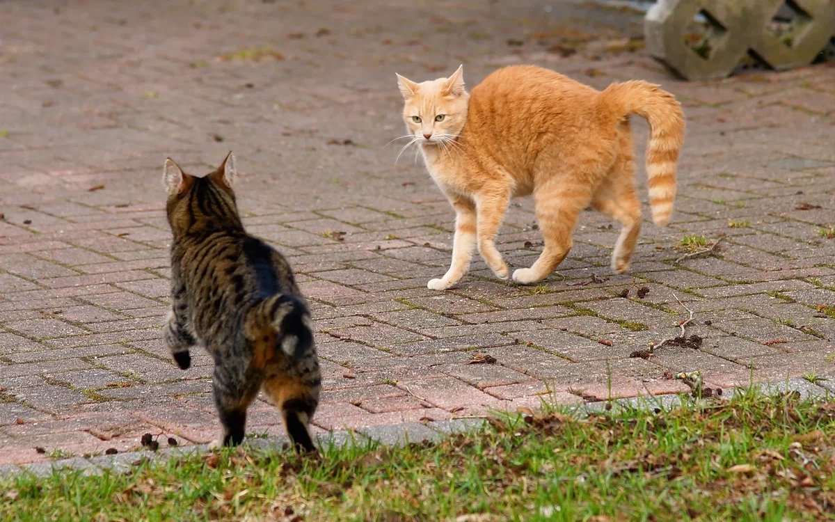 Кот встречает. Встреча с кошкой. Коты встретились. Котики встреча.