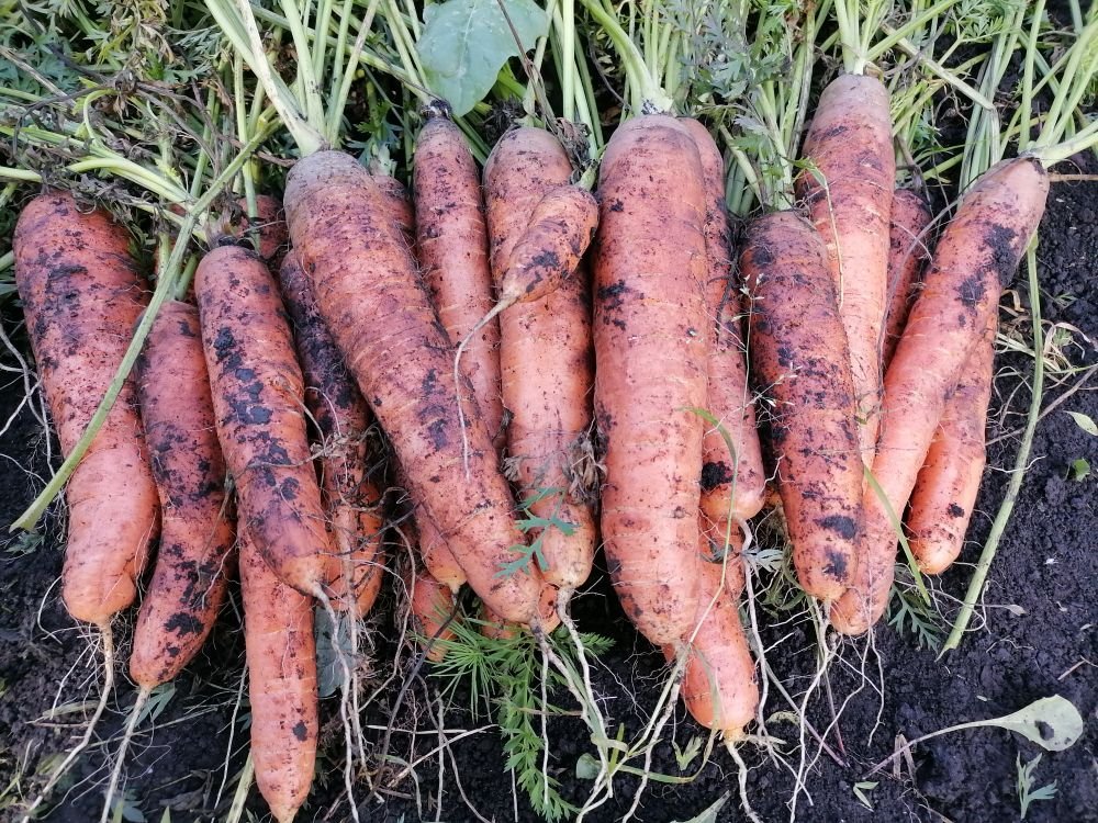 Морковь нантская фото