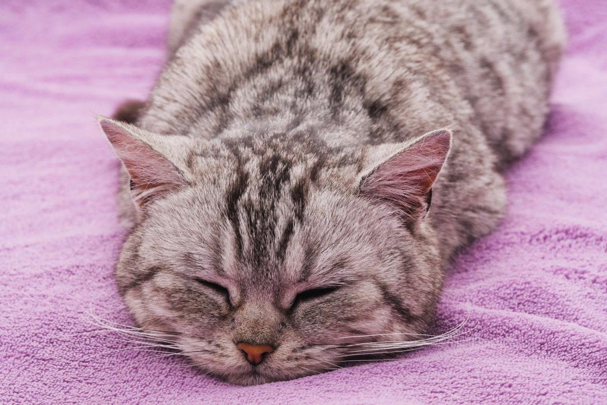 Кот спит на фиолетовом фоне