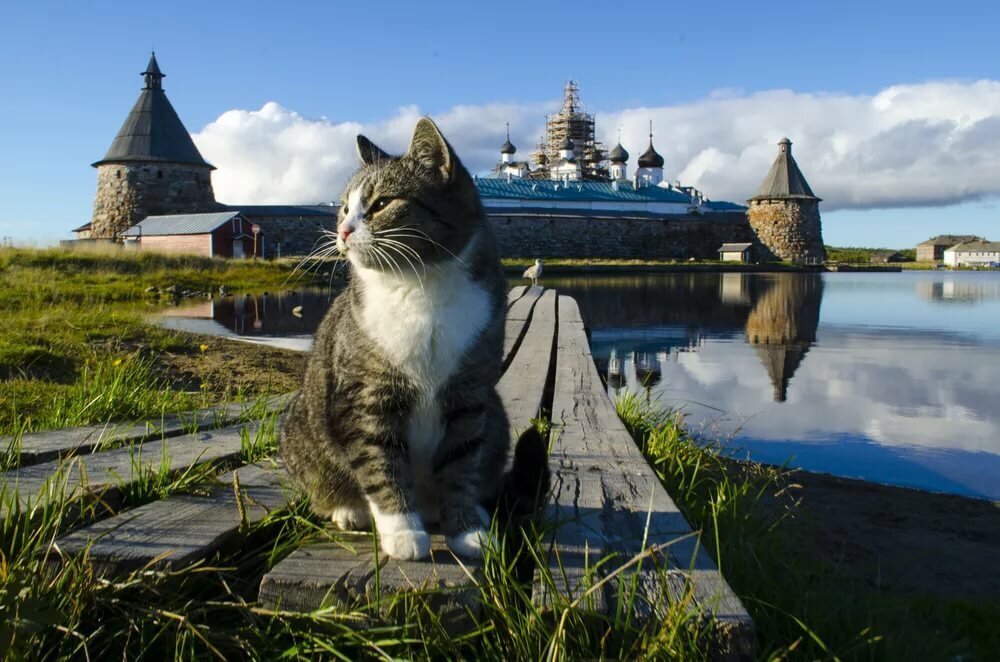 Название фото с кошкой на конкурс