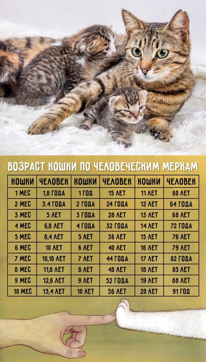 Таблица кошек по возрасту. Кошачий Возраст по кошачьим меркам таблица. По человеческим меркам кошачий Возраст 1 год. Сколько лет кошке по кошачьим меркам таблица. Кошачьи года по человечьи.