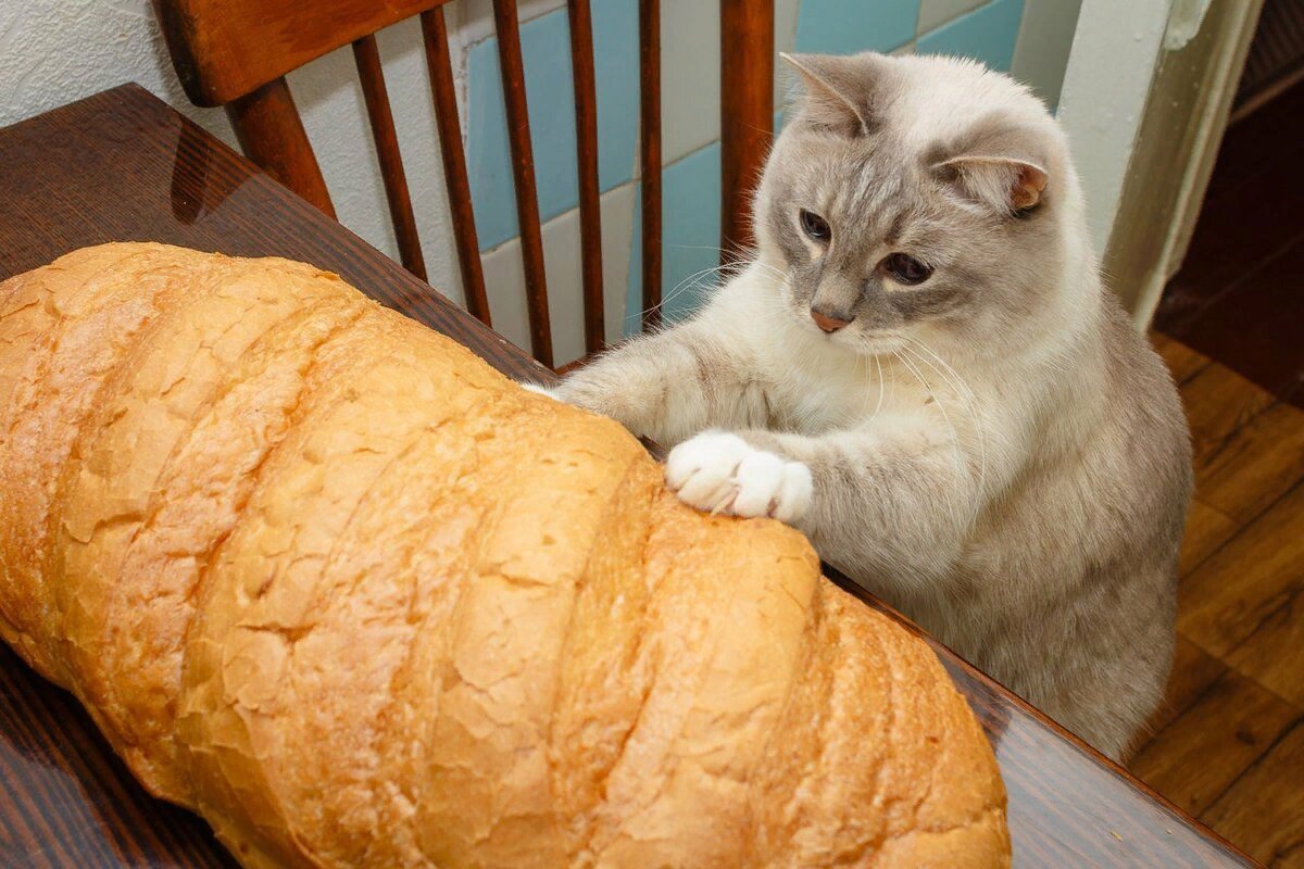 Кот батон картинки