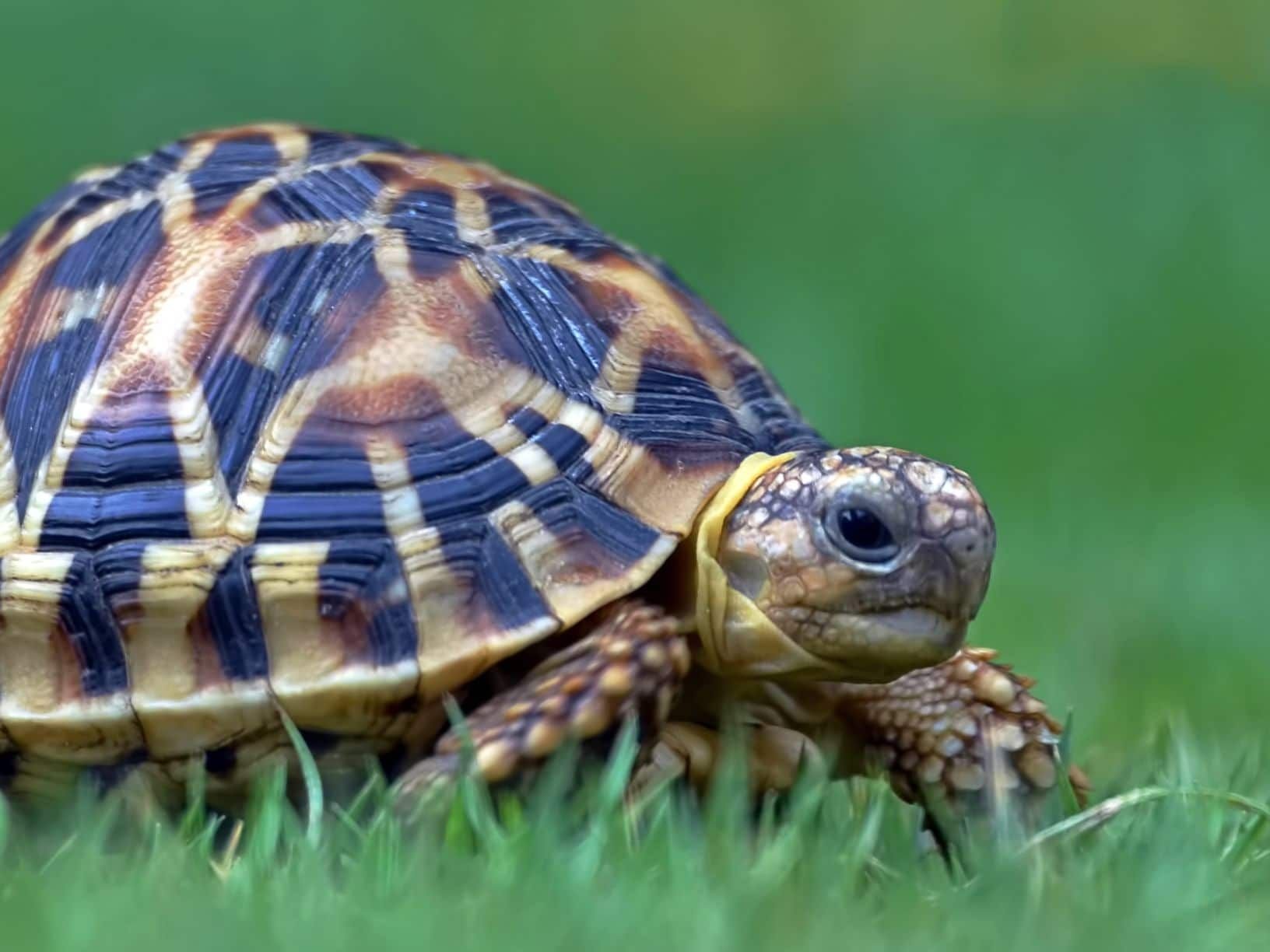 Geochelone elegans