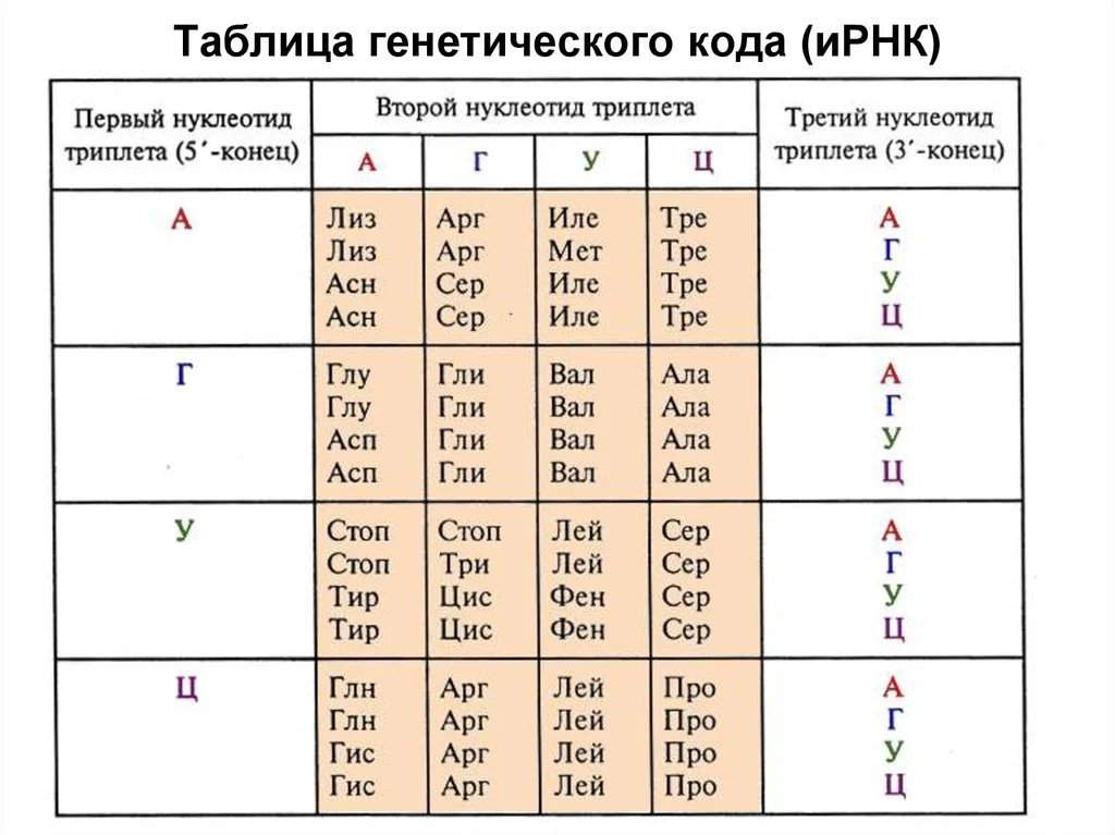 Что чему соответствует в днк. Таблица генетического кода ИРНК. Таблица генетического кода ДНК И РНК. Генетический код ДНК И РНК таблица. Аминокислоты ДНК И РНК таблица.