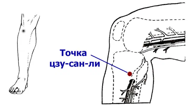 Где 4 точка. Цзу-Сан-ли точка долголетия. Точки долголетия» - Цзу-Сан-ли – е36. Массаж точки Цзу Сань ли. Цзу Сан ли,. Точка от 100 болезней,.