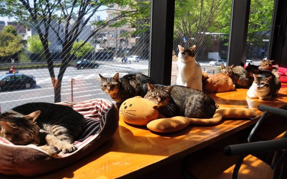 Котокафе в москве