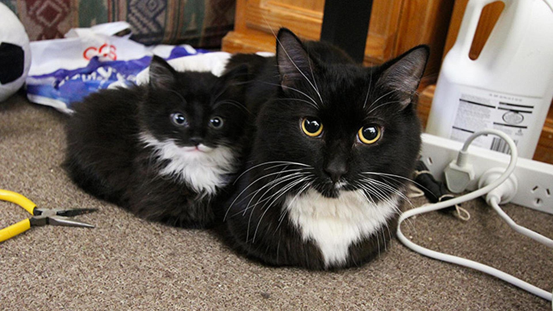 маленький кот мем. кот большой кот поменьше мем. котенок на весах smol. мемы с котятами. маленький котенок на весах.