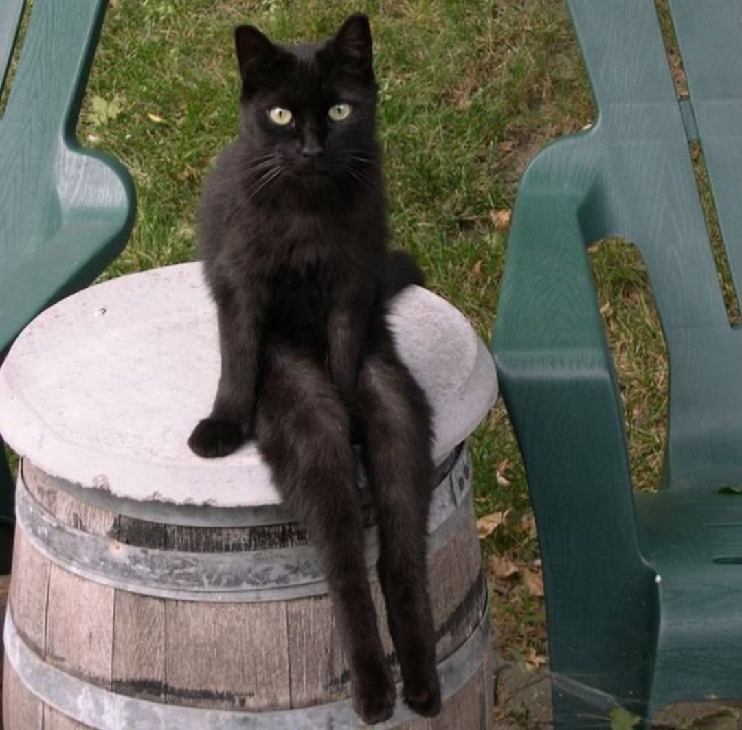 Здравствуй красавчик. Коты сидят. Кошка сидит. Кошка смешно сидит. Смешной черный кот.
