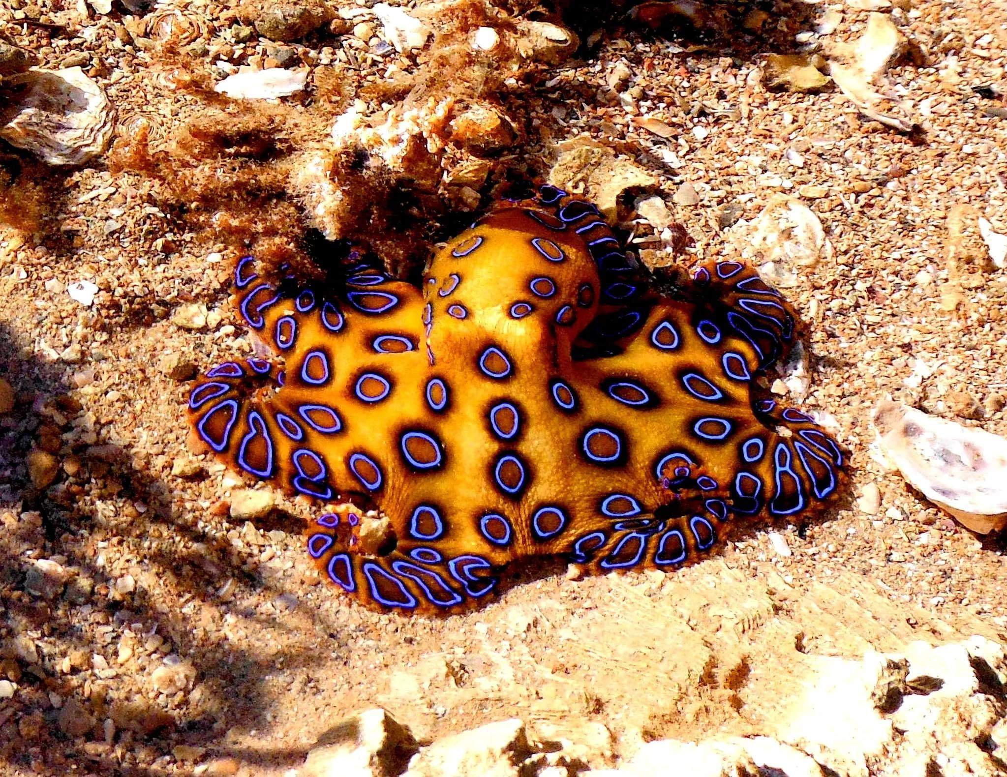 Морские обитатели 6 класс. Синекольчатый осьминог. Синекольчатый осьминог Австралия. Сине кольчетый осм5ног. Семиколъчетый осменок.