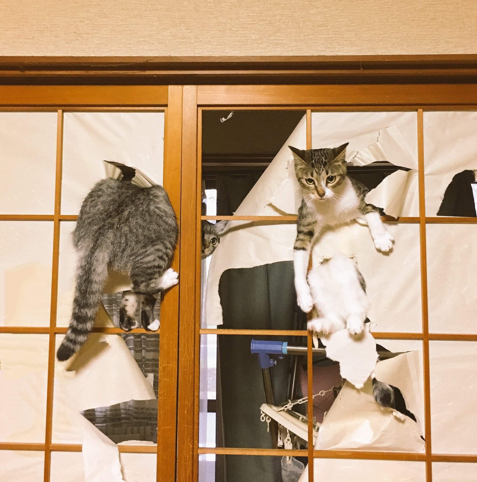 Кошки и японские двери