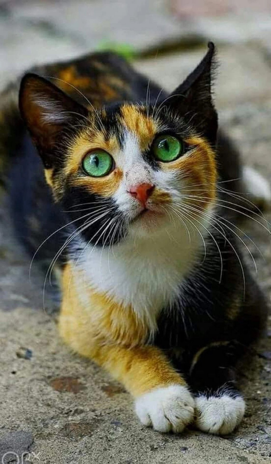 картинки трехцветный котенок