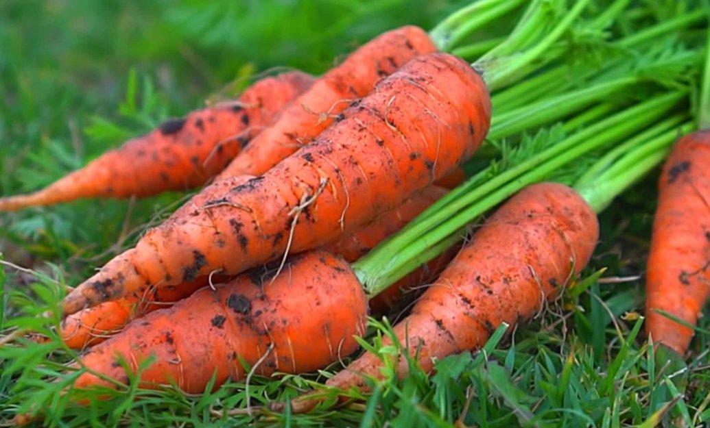 Как вырастить хороший урожай моркови. Урожай моркови. Морковь на даче. Морковь урожай дача. Морковная Муха.