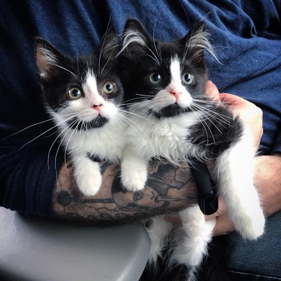 Сиамские близнецы кошки