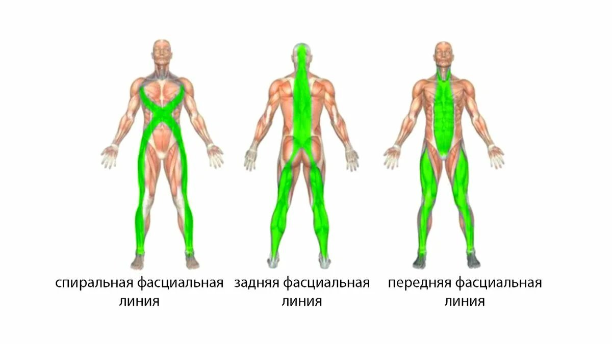 Миофасциальные поезда картинки