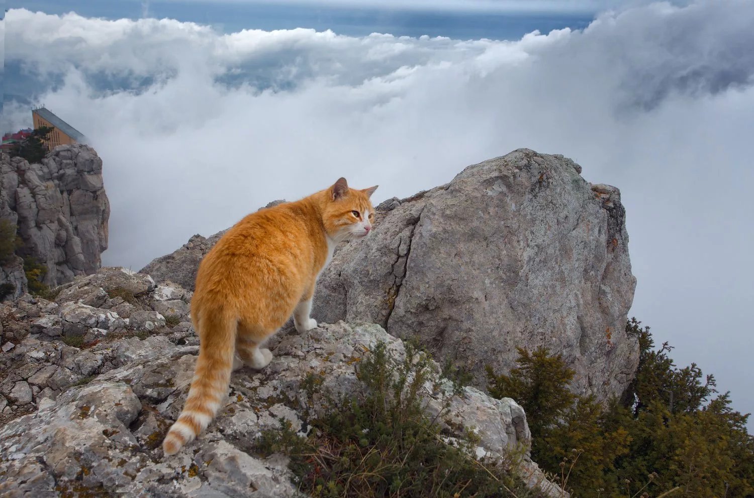 кот в горах
