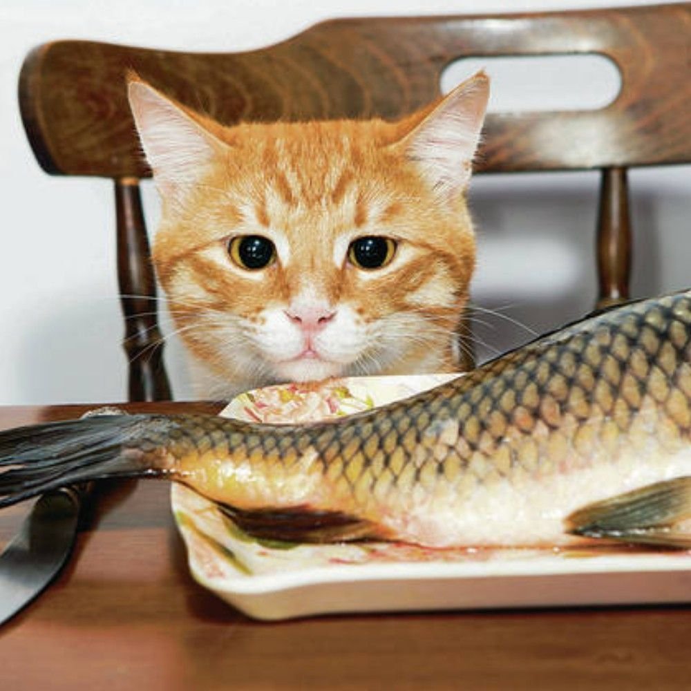 Можно кормить кошек рыбой. Рыба. Рыба кошка. Коты с рыбой. Рыжий котик с рыбкой.