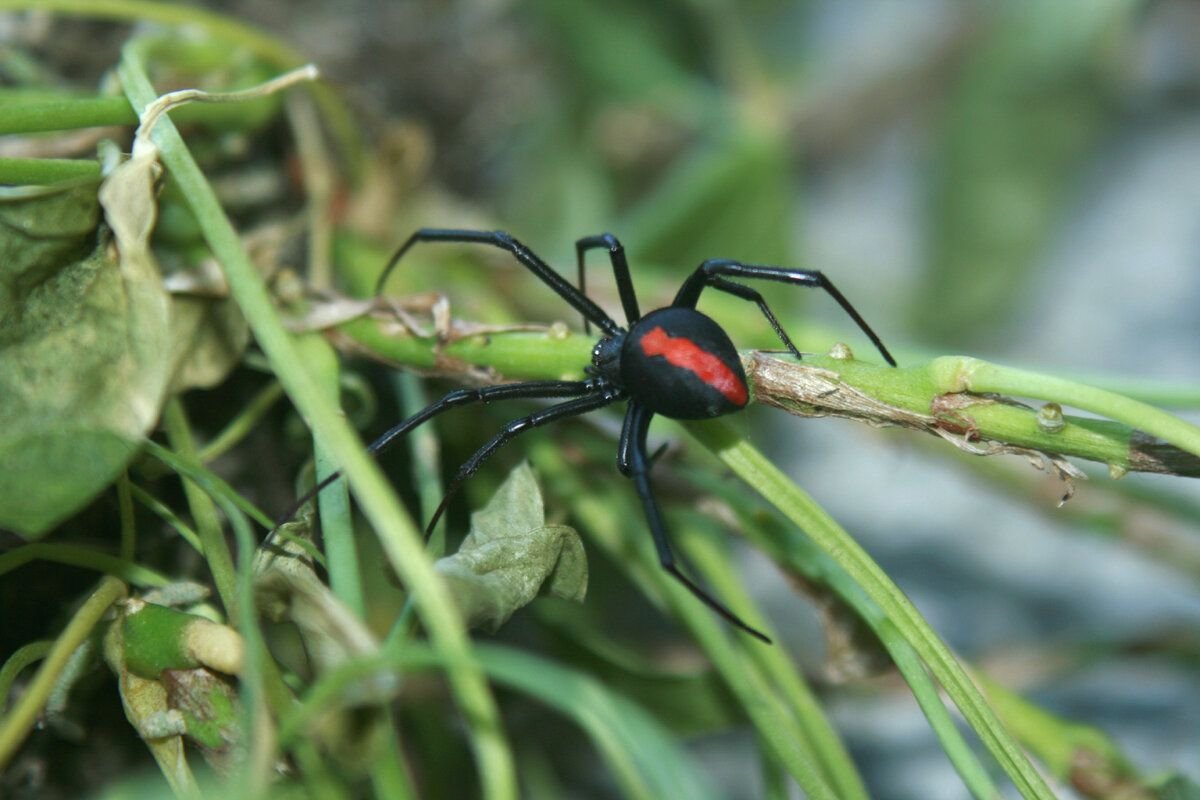 Latrodectus hasselti паук