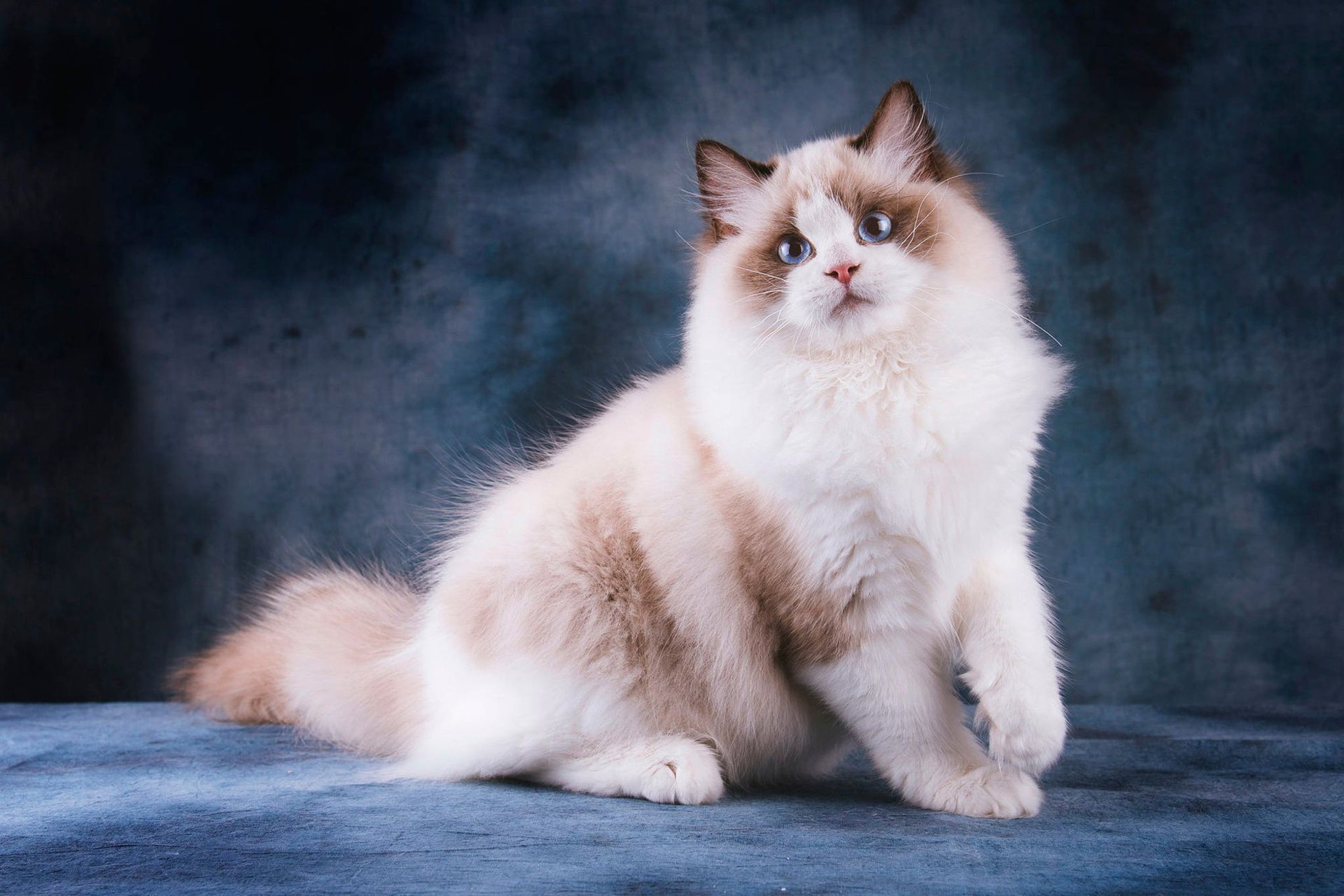 Рэгдоллы кошки