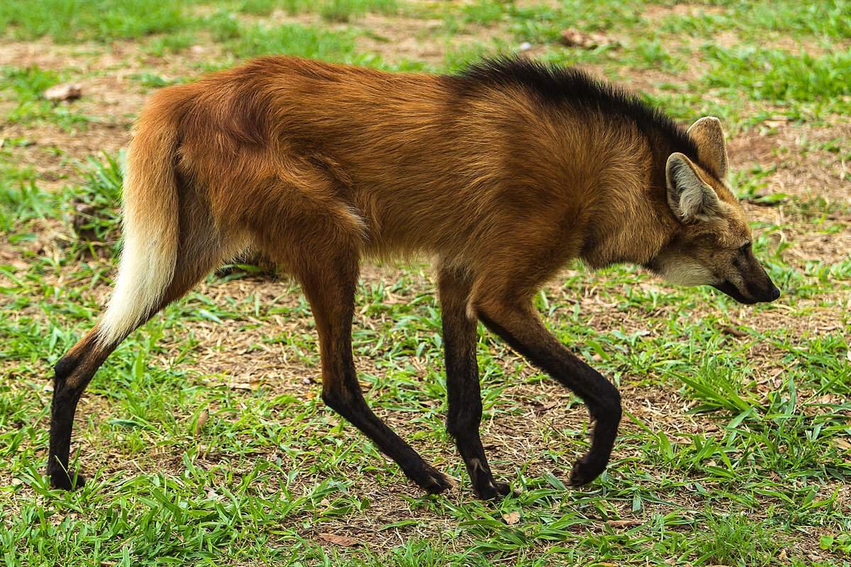 Chrysocyon brachyurus