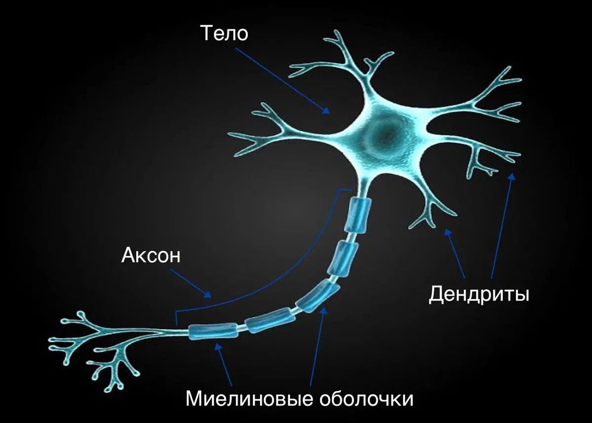 Синапс аксона. Нейроны аксоны дендриты. Строение нерва дендрит. Нейрон Аксон синапс. Дендрит нейрона.