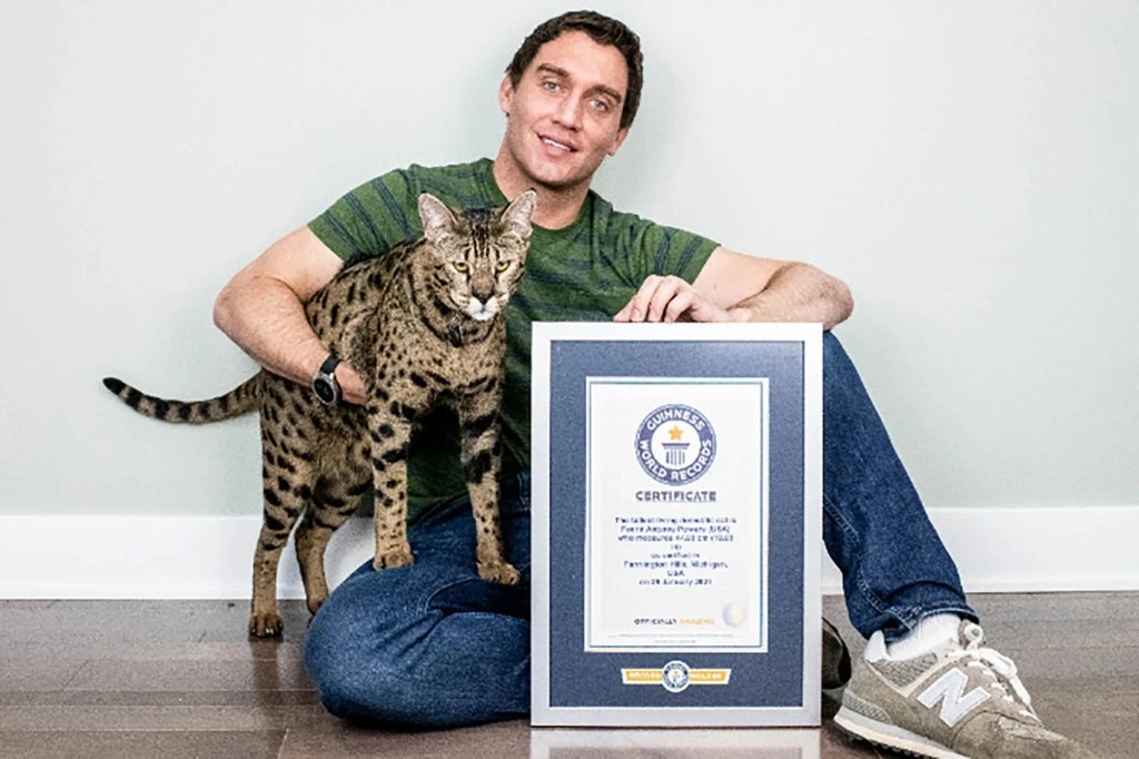 Книга рекордов котов. Коты рекордсмены. Самый высокий кот из Мичигана. Кошки рекордсмены по жизни. Рекорды Гиннесса животных.