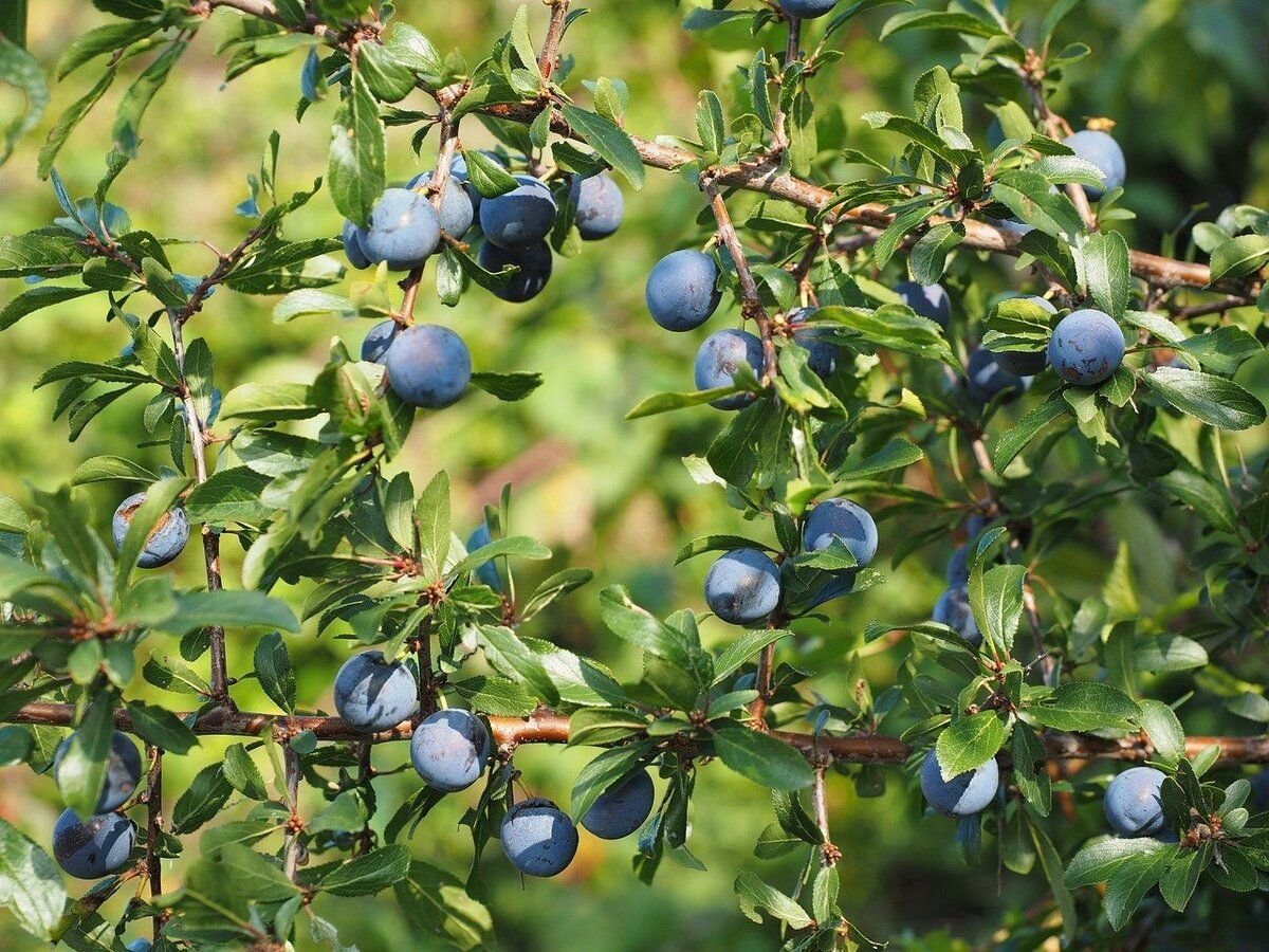 Терновник. Слива колючая Терн. Терн Терновник. Терн Prunus spinosa l.. Терн Терновник куст.