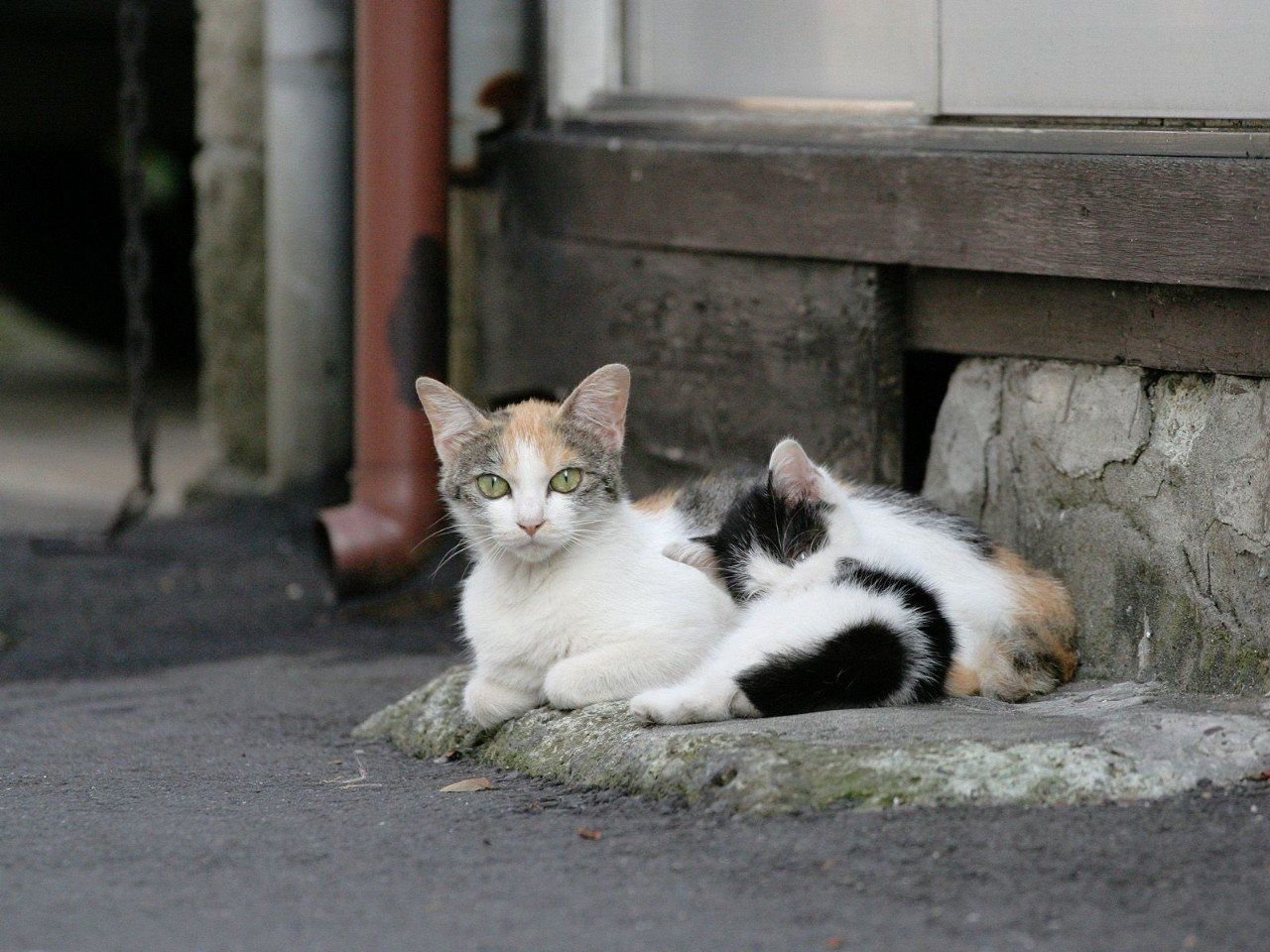 Картинки кошек на улице