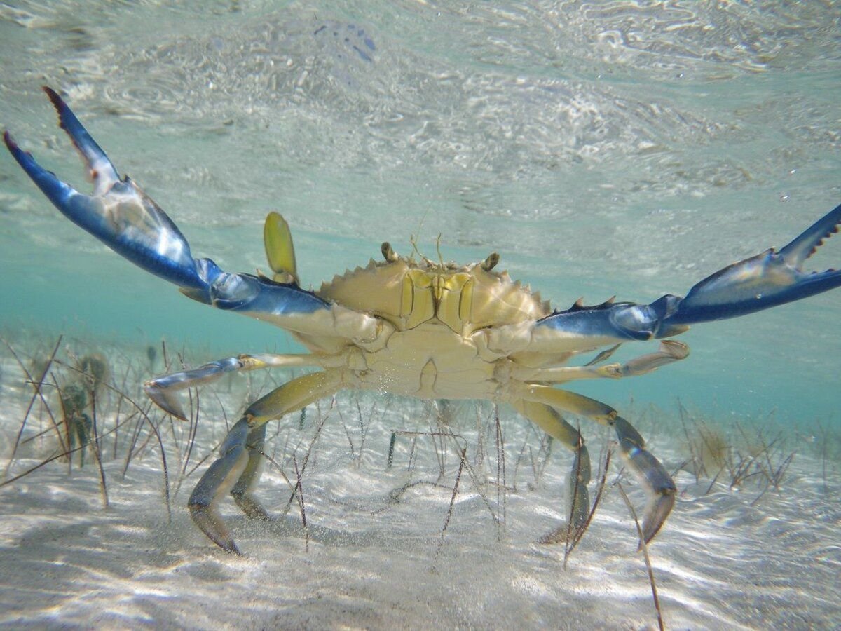 краб азовского моря