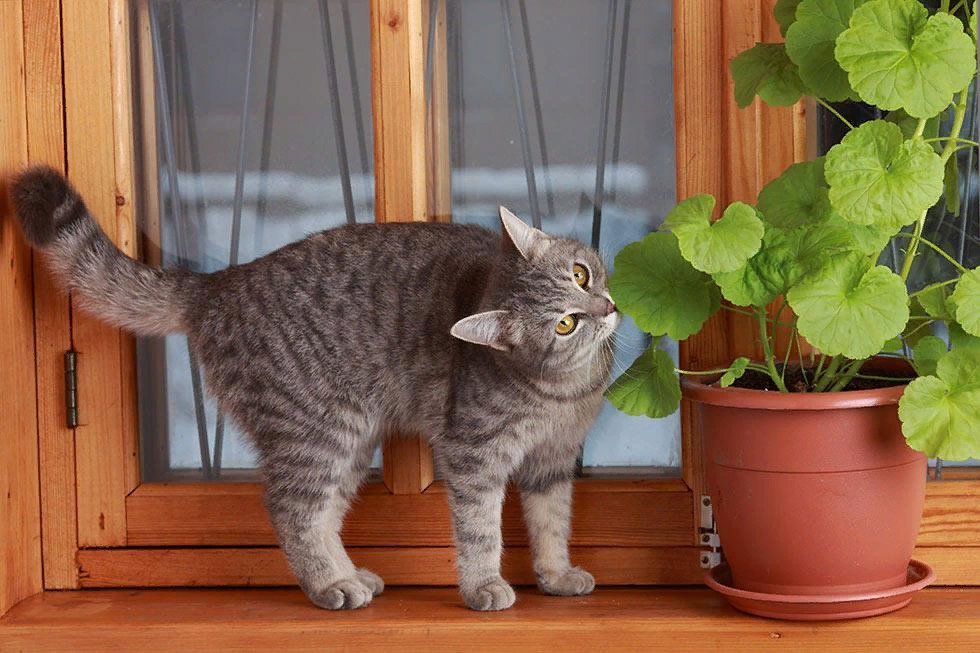 британская шиншилла полосатая. картинка кошка дома. дом для кошки. домашние котята. картинка кошка дома.