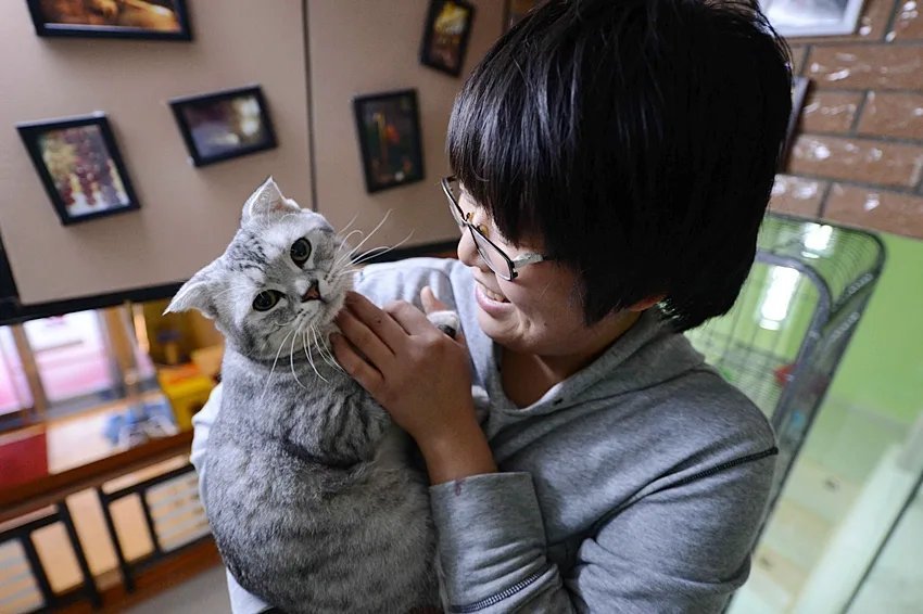 Котики в китае видео. Японская кошка. Китайский кот. Китайских котов. Домашние животные у японцев.