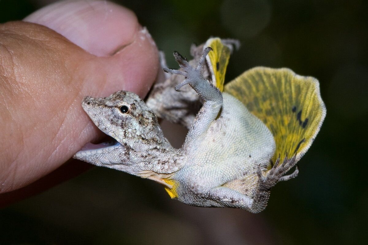 Летающий дракон (Draco volans)