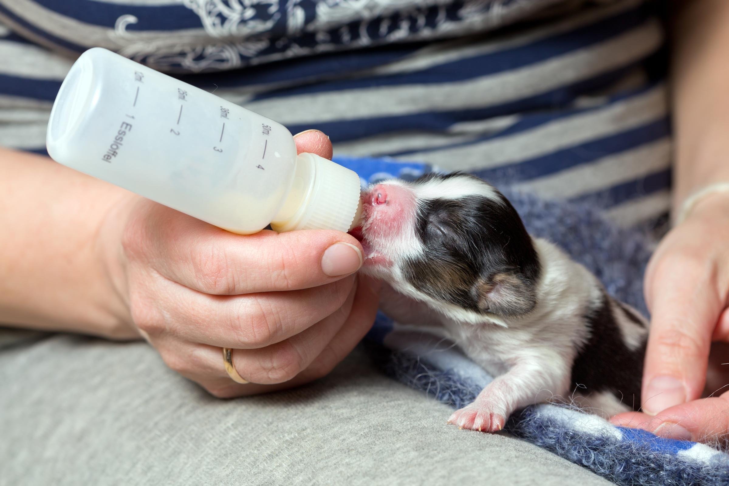 Съесть бутылочку. Бутылочки для вскармливания новорожденных щенков. Приспособления для искусственного вскармливания щенков. Кормление щенят и котят. Молоко для вскармливания щенков.