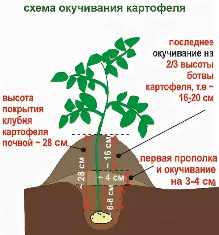 Схема посадки картофеля под лопату для хорошего урожая