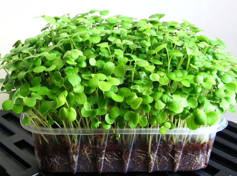 Как правильно посадить микрозелень в домашних условиях фото