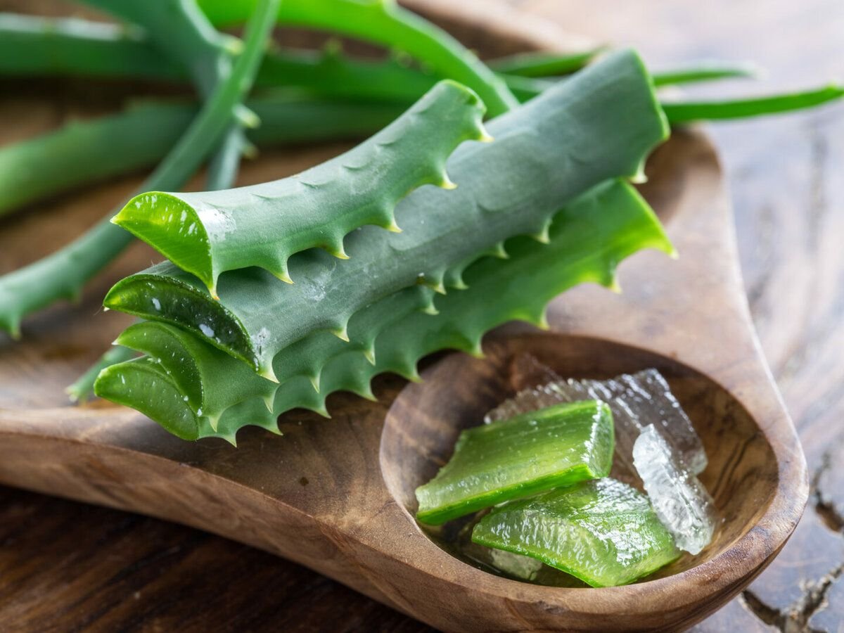 Алоя. Алоэ гарипензис. Каланхоэ алоэ Вера. Алоэ Вера Aloe Vera. Алоэ Десконигса.