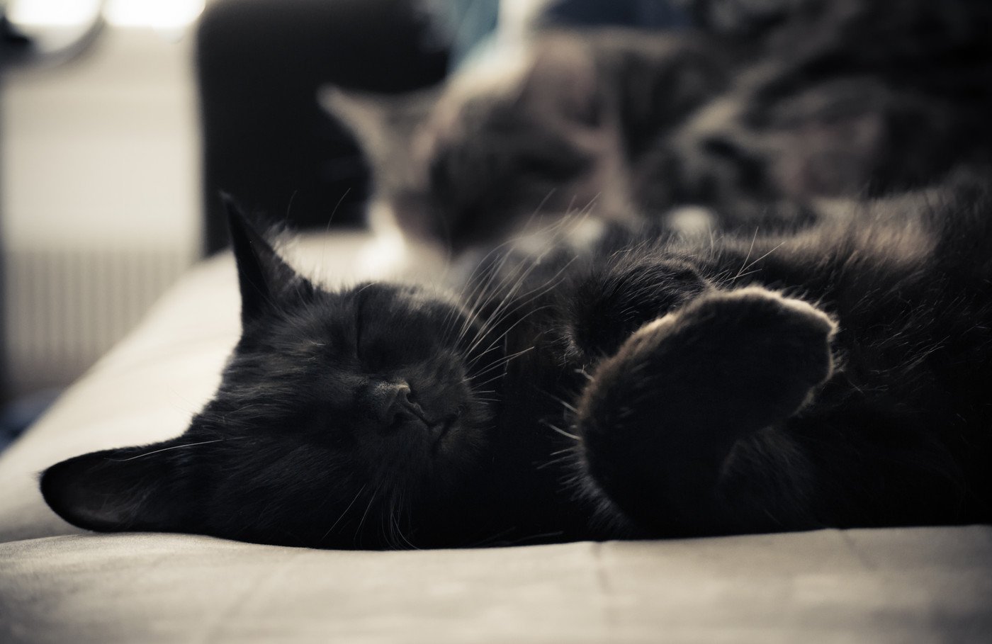 Черный кот спит