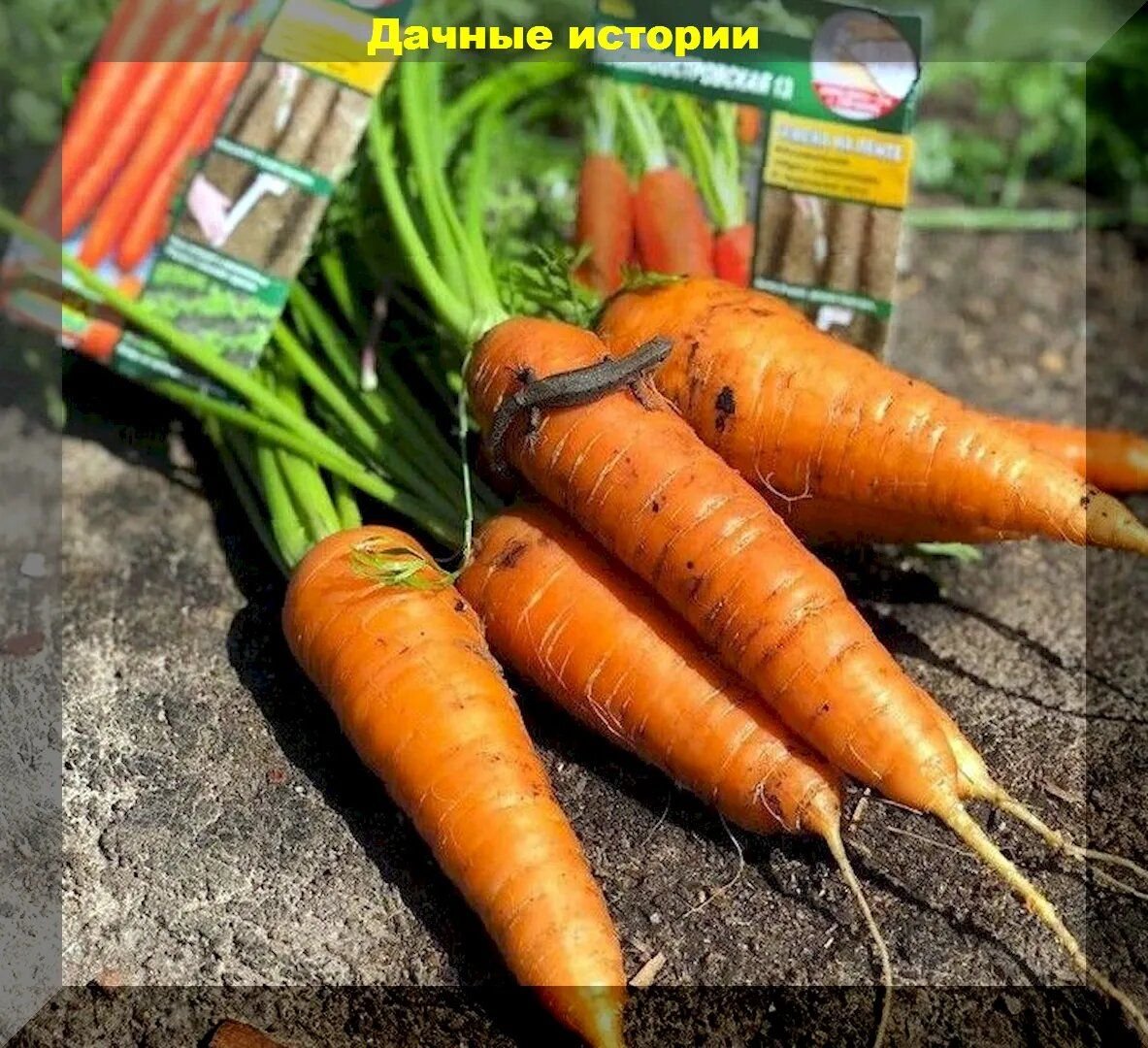 морковь норвегия